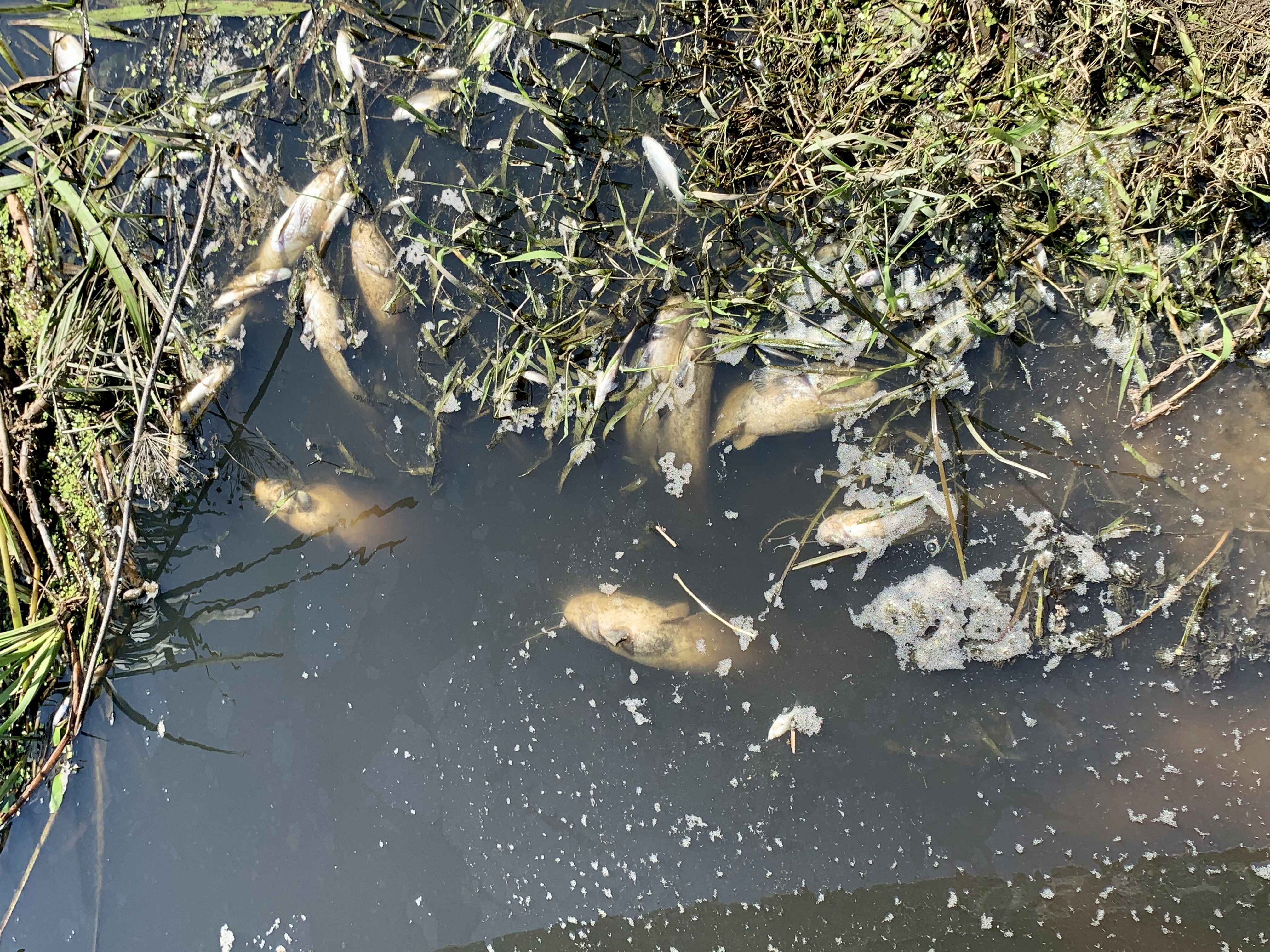 Ekološka katastrofa: Pomor ribe u Karašici