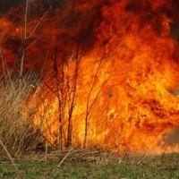 Požar zahvatio više poljoprivrednih površina