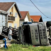 Prevrnuo se kamion sa 150 svinja u Podravskoj Moslavini