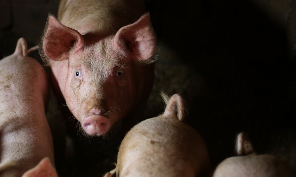 Proglašene zone zaštite zbog afričke svinjske kuge u Donjem Miholjcu