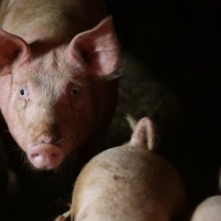 Proglašene zone zaštite zbog afričke svinjske kuge u Donjem Miholjcu